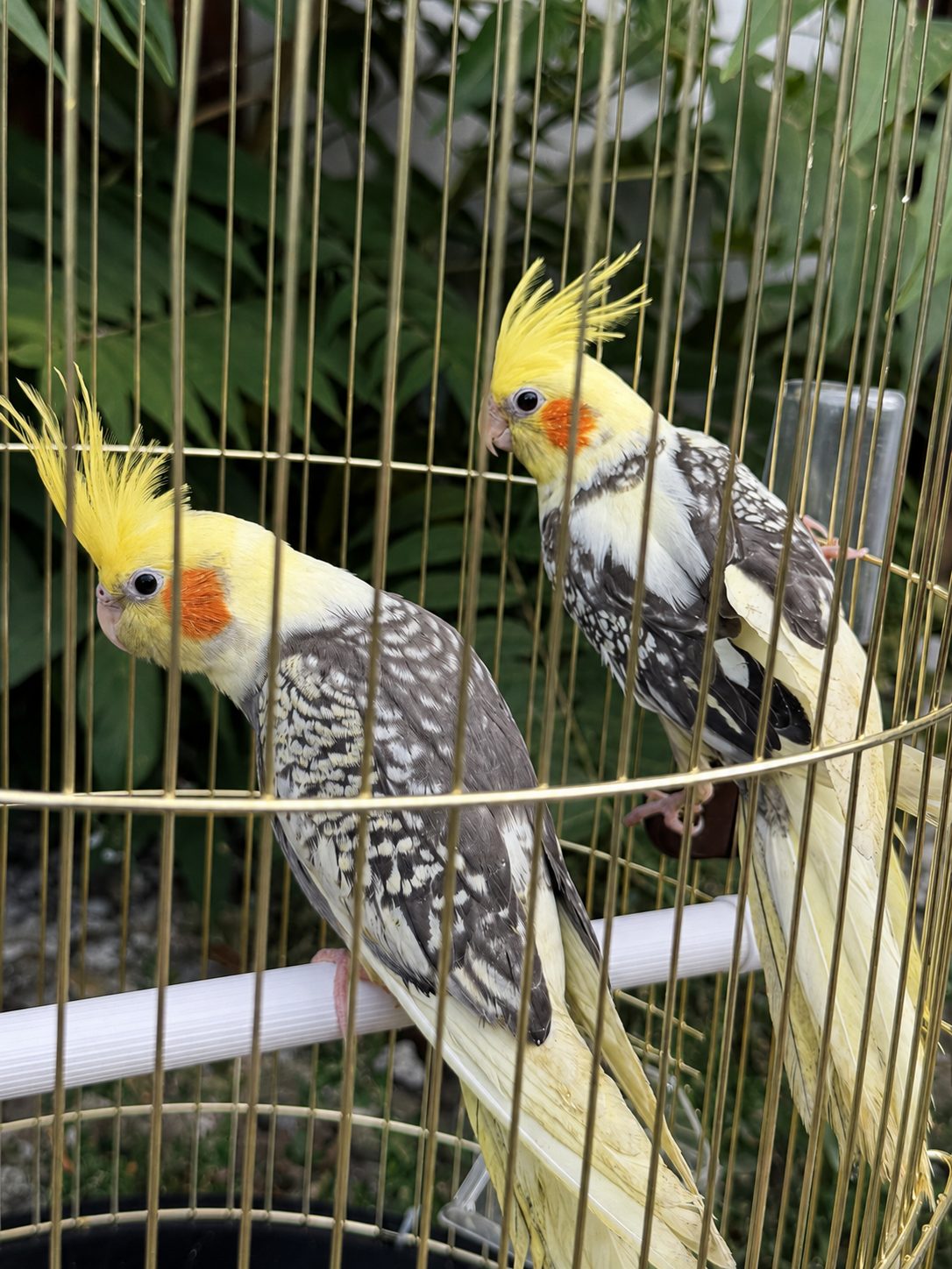 Корела в Чернівцях